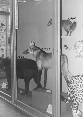 Media type: image; Mammalogy 5825 shows cataloged_item 27905 shows cataloged_item 27904 Description: Historic exhibit case showing various south american mammals.;
